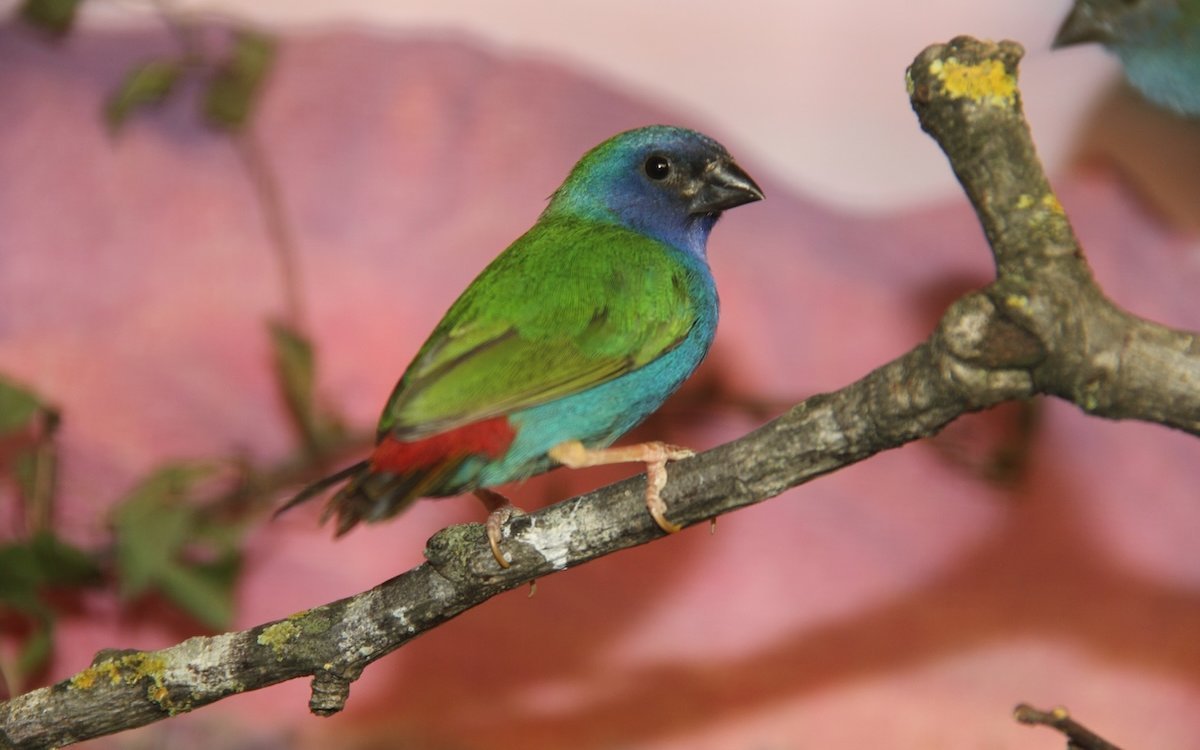 Die Haltung und Zucht von Forbes Papageiamadinen gelingt heute problemlos, denn die Vögel sind gut eingewöhnt. 