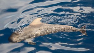 Kurzflossen-Grindwal