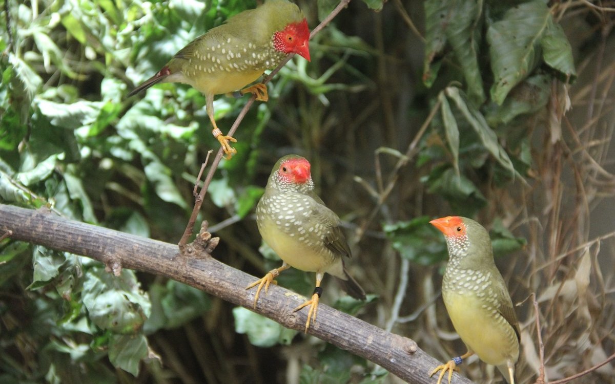 Binsenamadinen sind friedlich untereinander und können auch im Schwarm gehalten werden, wenn die Platzverhältnisse ausreichen. 