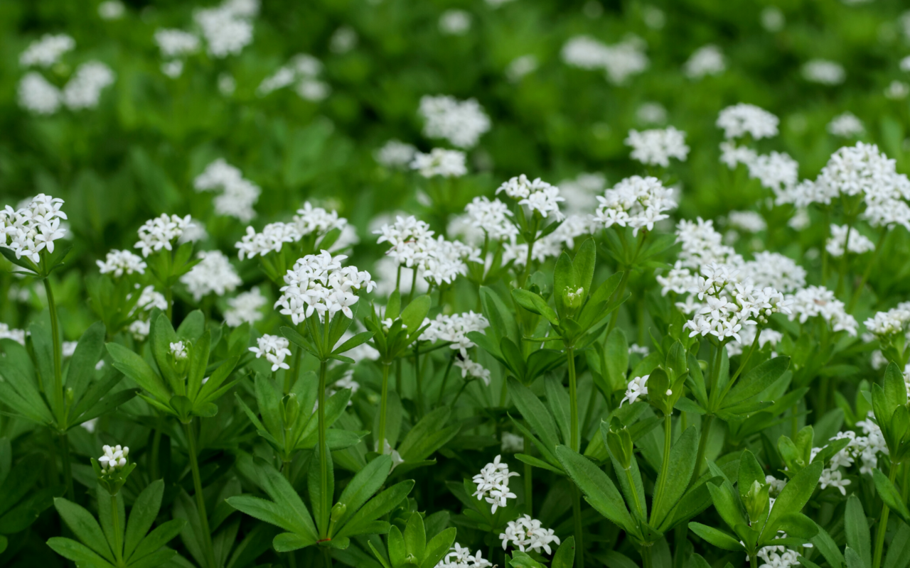 Waldmeister soll als Mittel gegen dämonische Kräfte verwendet worden sein.