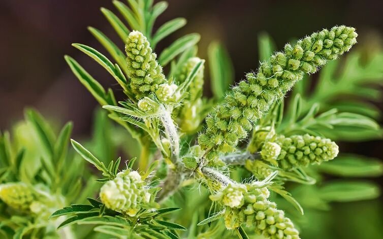 Die Traubenkräuter oder Ambrosien lösen Allergien aus. 