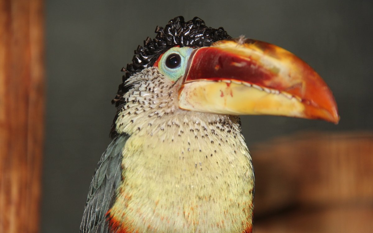 Krauskopfarassari aus Südamerika im Parc des Oiseaux in Villars-les-Dombes, Frankreich.