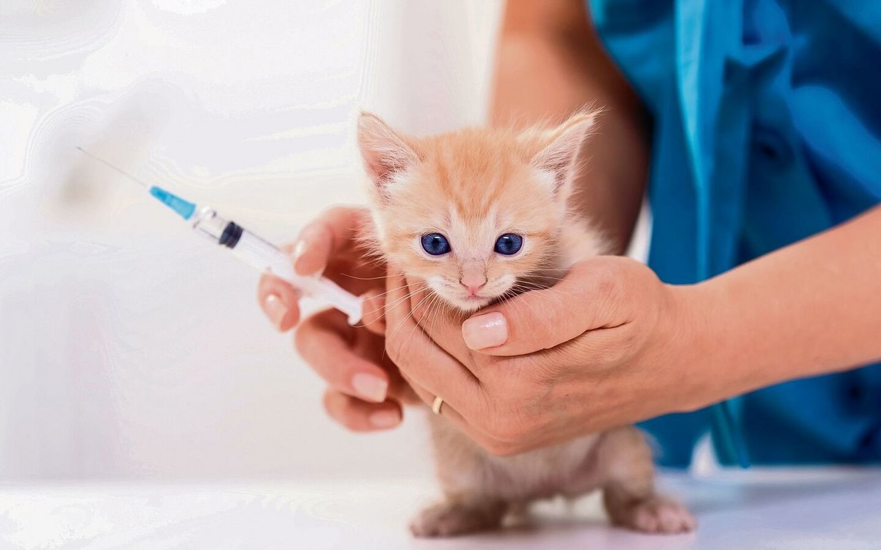 Die ersten Impfungen sind bereits im jungen Alter nötig.