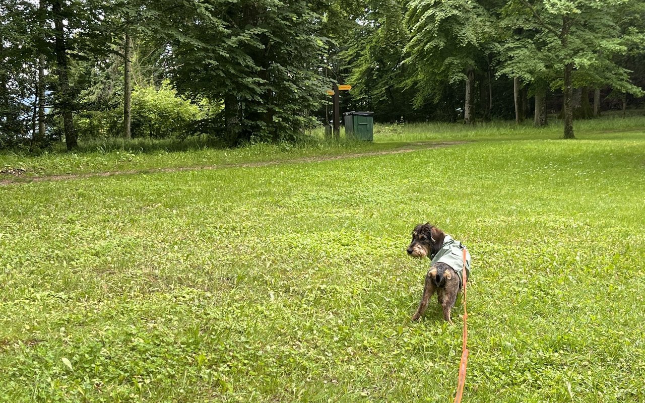 Die Erkundungstour über die St. Petersinsel machte sichtlich Spass.