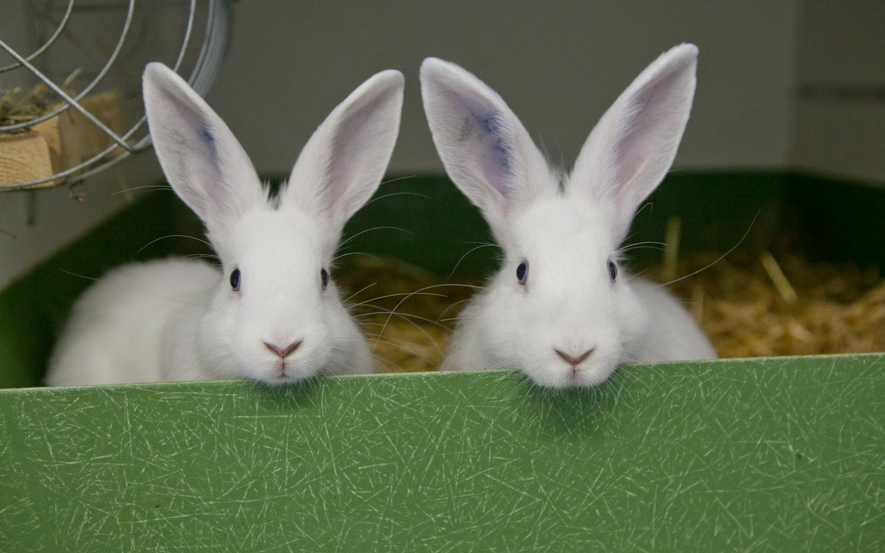 Bei den Fuchskaninchen ist der Fellaufbau ein zentraler Punkt bei der Zuchtselektion. 