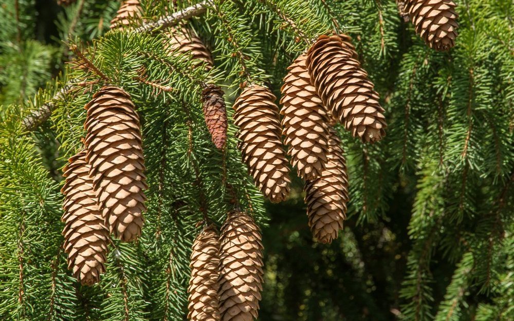 Die Samen der Fichte liegen in den Tannenschuppen. 