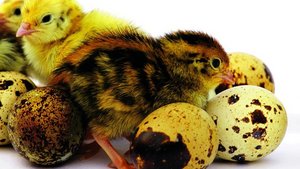 Kleine Wachteln mit Eier.