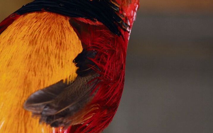 Das Goldfasanmännchen ist wenig scheu und präsentiert sich invollendetem, buntem Gefieder. 