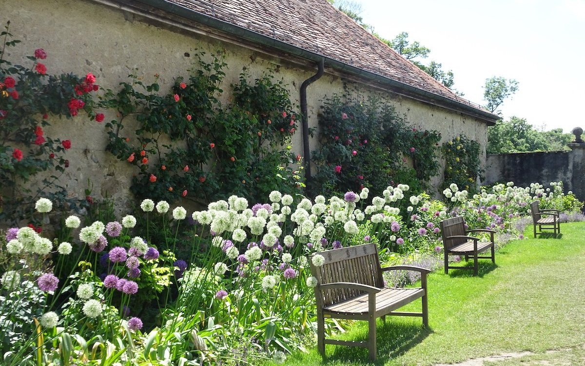 Entlang der schützenden Mauer ranken Rosen,davor blüht Allium. 