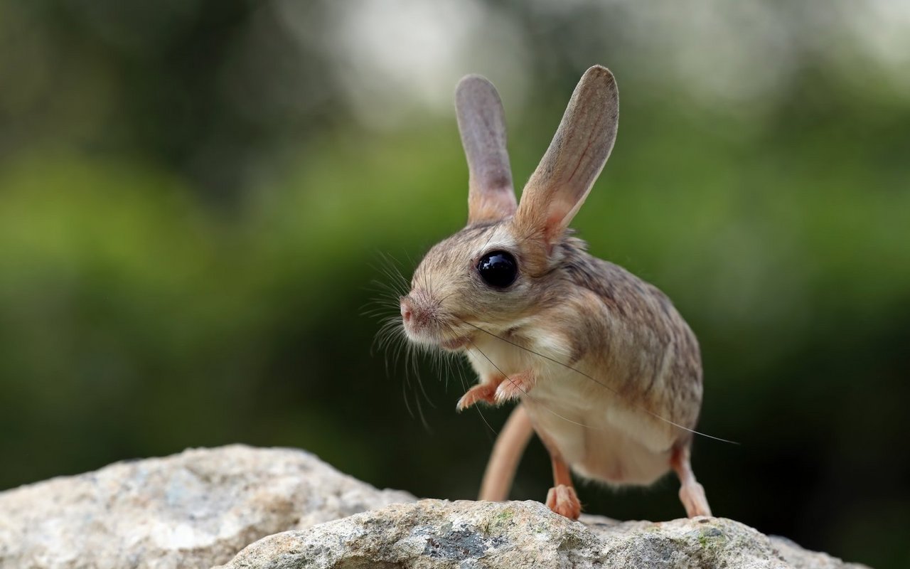 Dass Ohren mehrere nützliche Funktionen haben, beweist die Riesenohr-Springmaus.