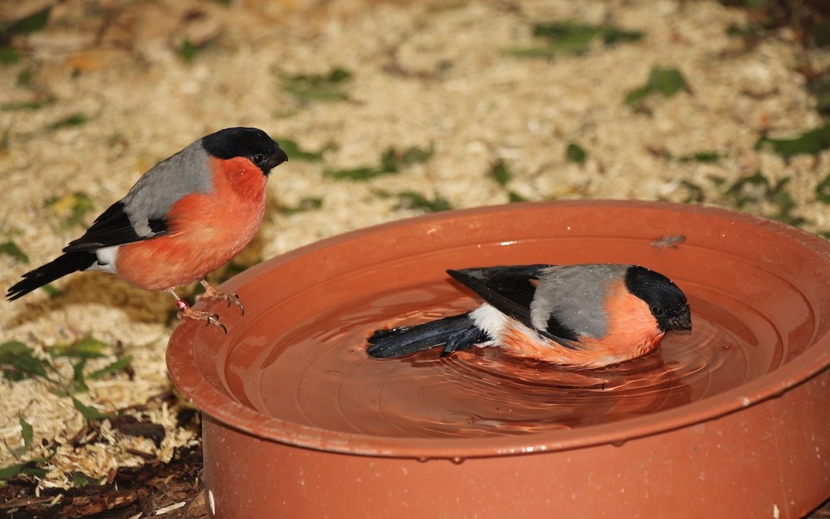 Gimpel pflegen ihr Gefieder durch ein Bad. 