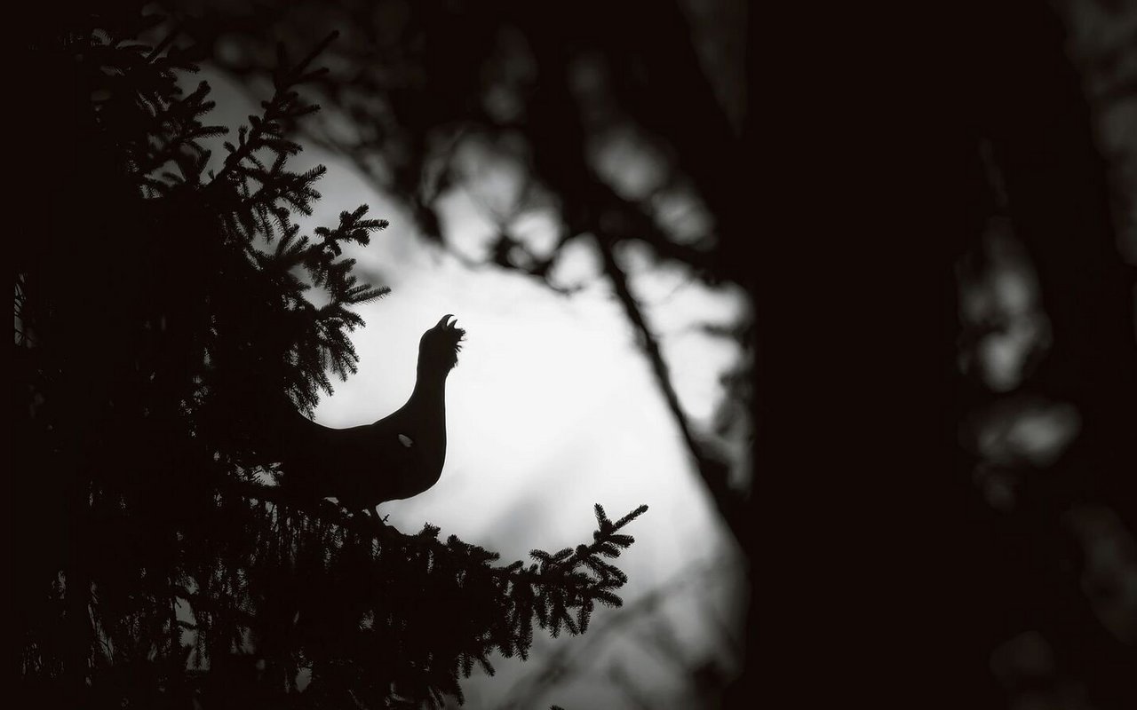 Noch in der Dunkelheit beginnen die Auerhähne mit ihrer eigentümlichen Balz.