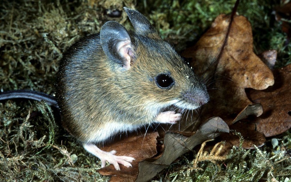Die Alpenwaldmaus sieht den beiden übrigen Waldmausarten sehr ähnlich. 