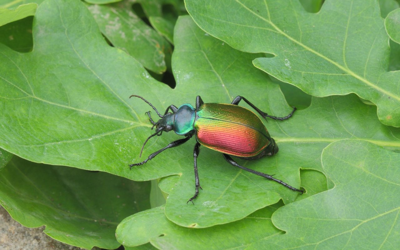 Ein Laufkäfer mit dem bezeichnenden Namen Puppenräuber (Calosoma sycophanta).