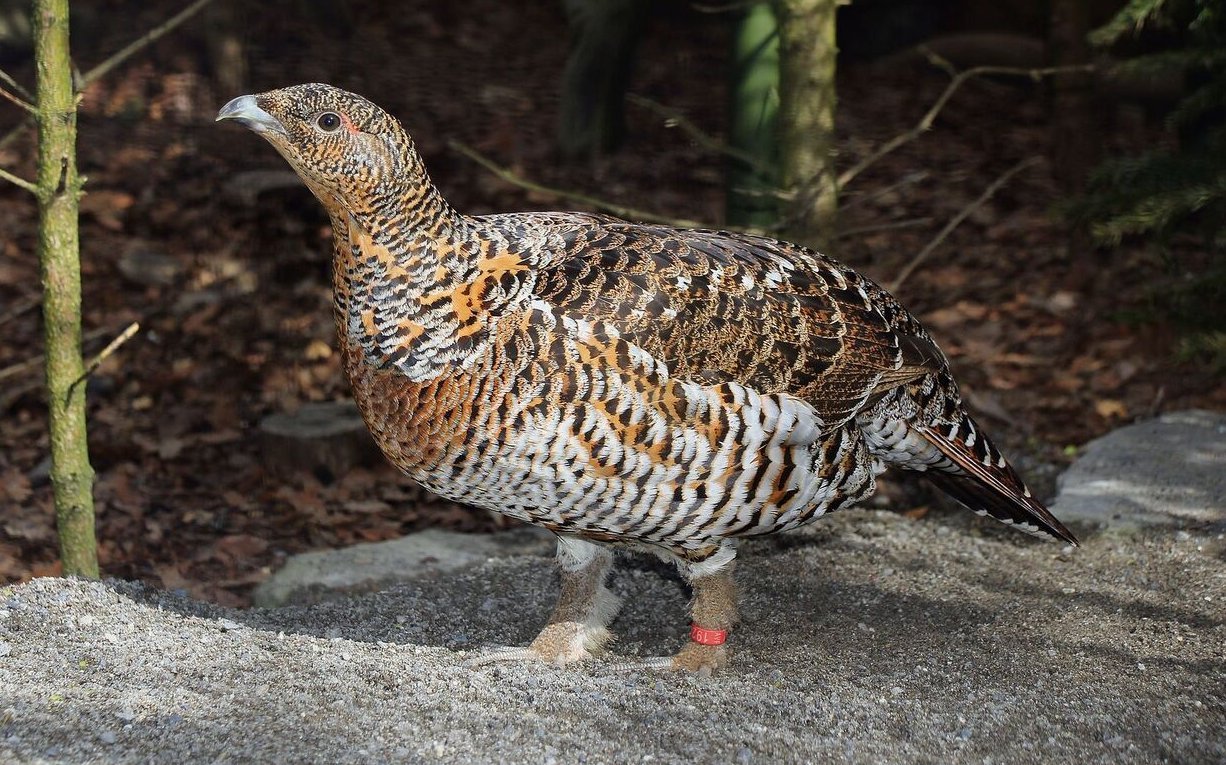 Eine Auerhenne im Tierpark Bern.