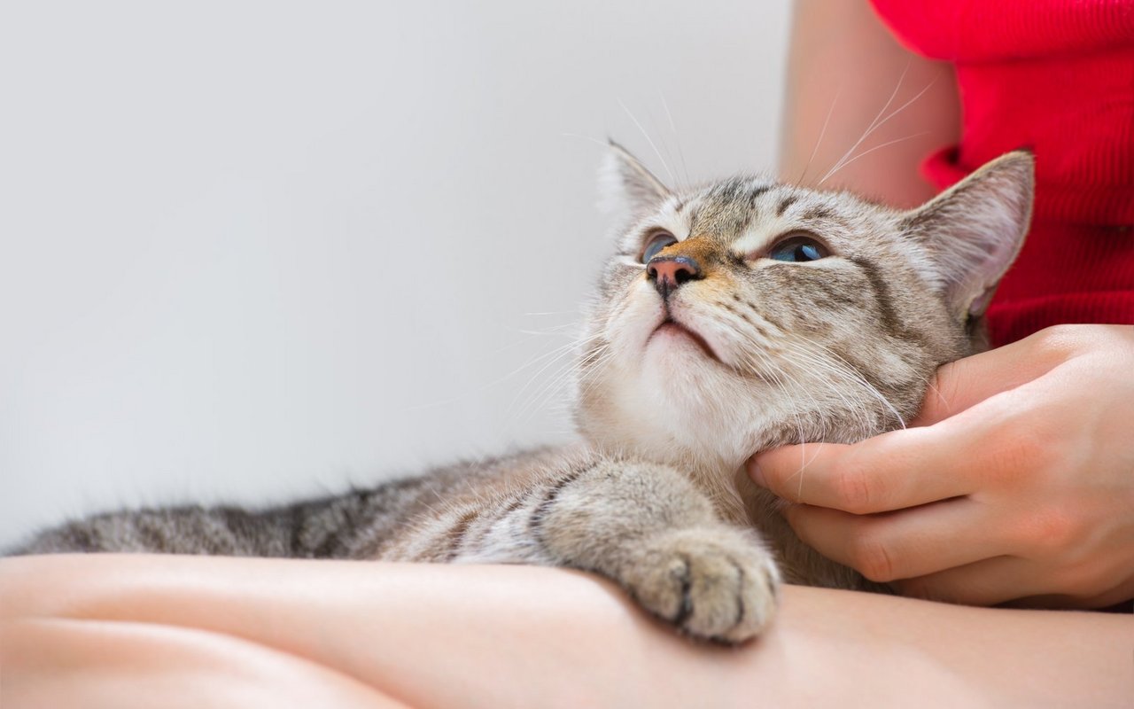 Das feline Herpesvirus ist eine der häufigsten Ursachen für Atemwegserkrankungen bei Katzen.