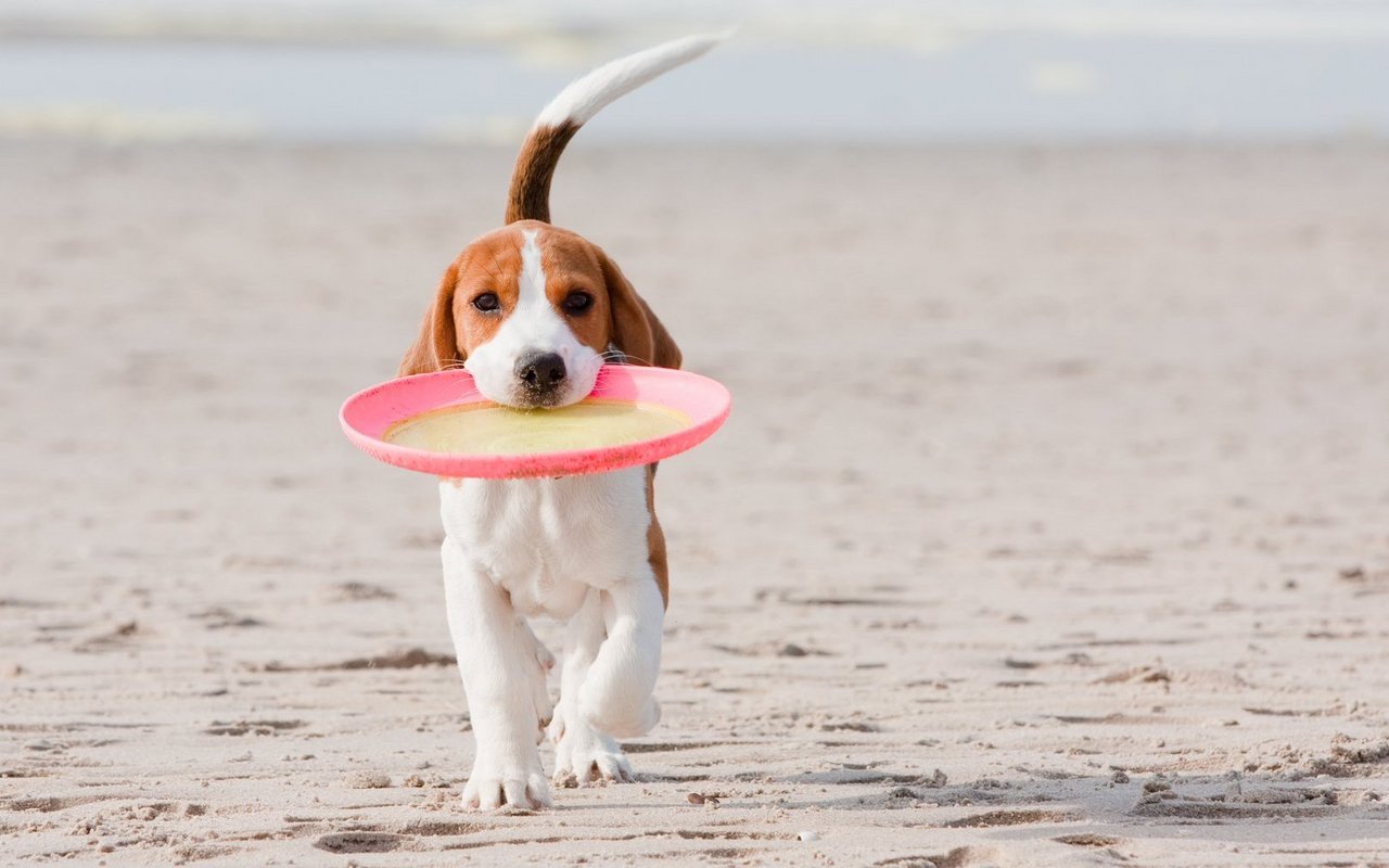 Bei der wau-miau Tierversicherung sind Behandlungen im Ausland grundsätzlich mitversichert.