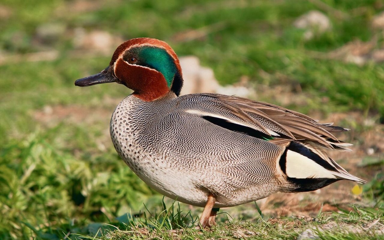 Krickenten überwintern beispielsweise am Neuenburgersee, jedoch auch an Flussläufen wie der Aare. 