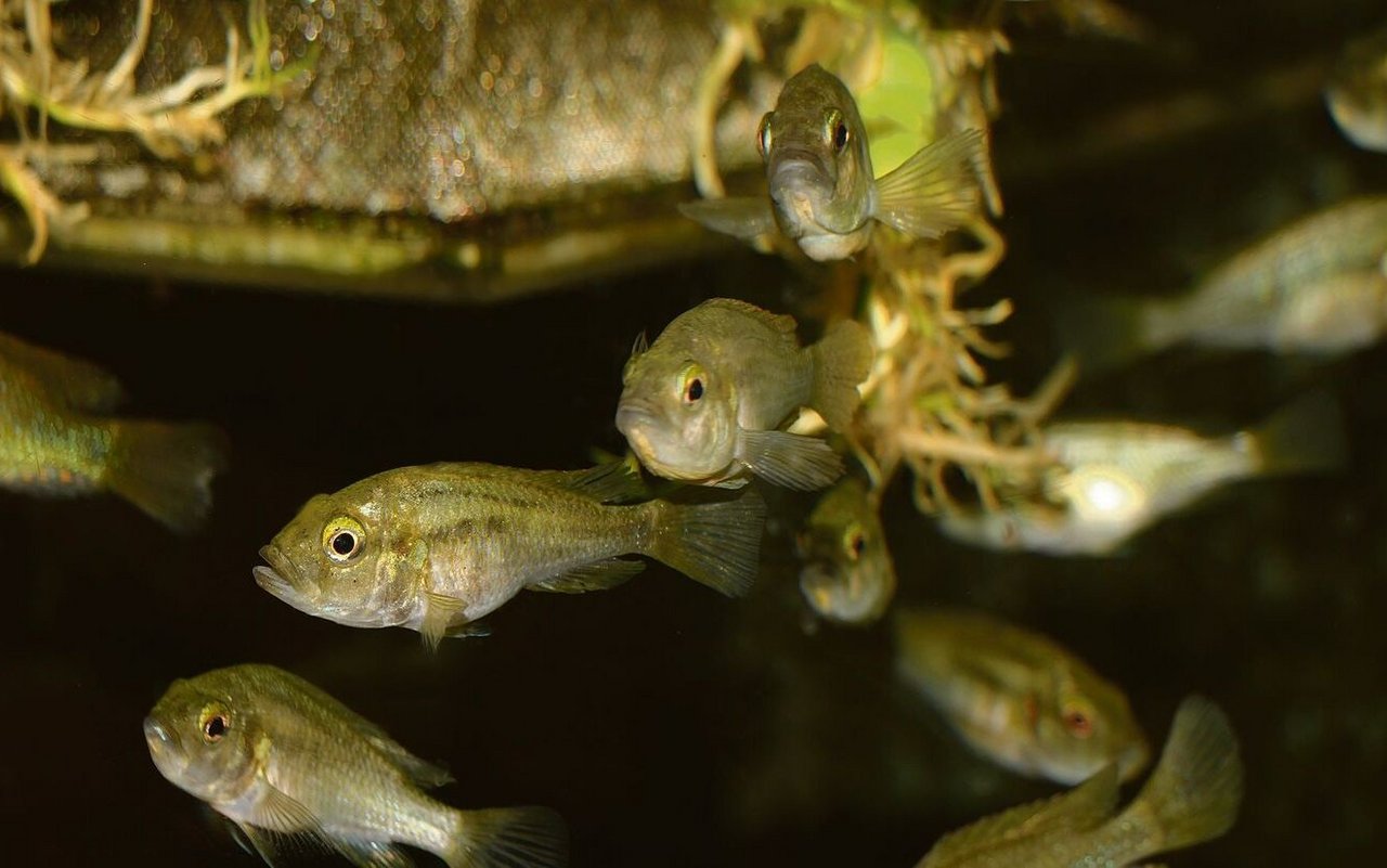 Fische der Gattung Astatotilapia vermehren sich in den Aquarien der Universität Basel. 