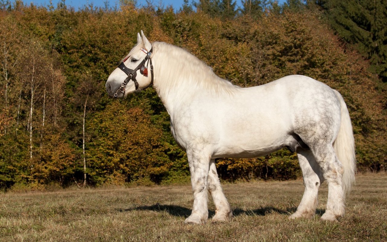 Percheron sin nur in den Farben Schwarz, Weiss und Grau erlaubt.