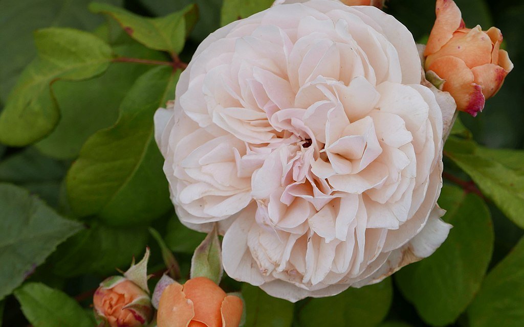 Die Rosensorte "Juliet"