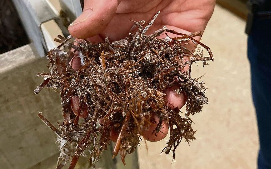 Die Champignons wachsen ohne Dünger auf einer Mischung aus Pferde- und Hühnermist.