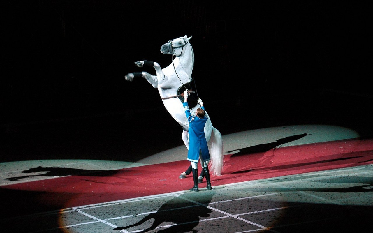 Bis heute stammt der Pferdenachwuchs aus dem österreichischen Bundesgestüt Piber.