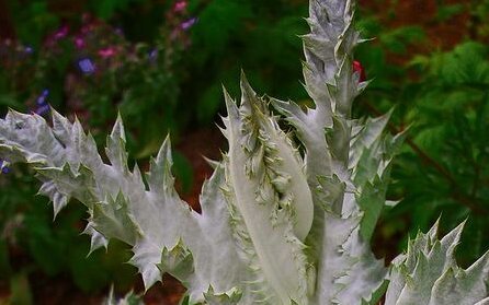 Distelarten, wie hier die Eselsdistel, bevorzugen sonnige Standorte und wachsen auch auf trockenen, kargen Böden. 