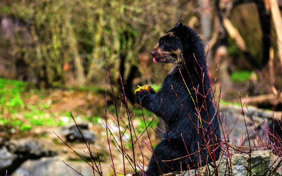 Brillenbären im Zoos Zürich sind ständig gefordert.