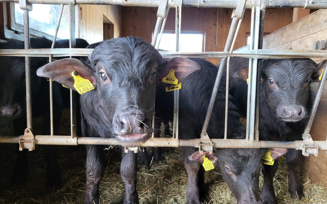Auch bei jungen Wasserbüffeln wachsen schon bald Hörner, die ihr Leben lang immer länger werden.