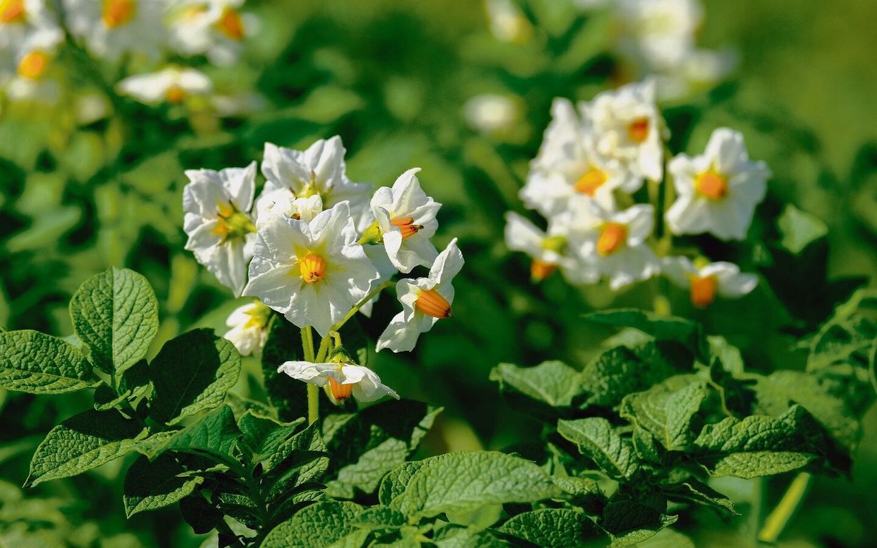 Die Kartoffel stammt aus Südamerika, wo sie bereits vor rund 8000 Jahren domestiziert
wurde.