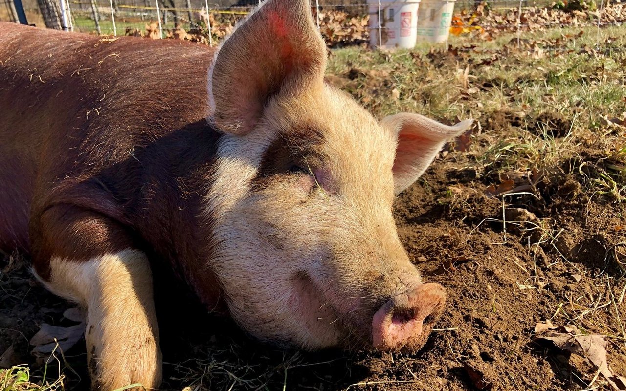 Vom Schwein bis zur Biene – jeder hat seine wichtige Rolle für fruchtbaren Boden.