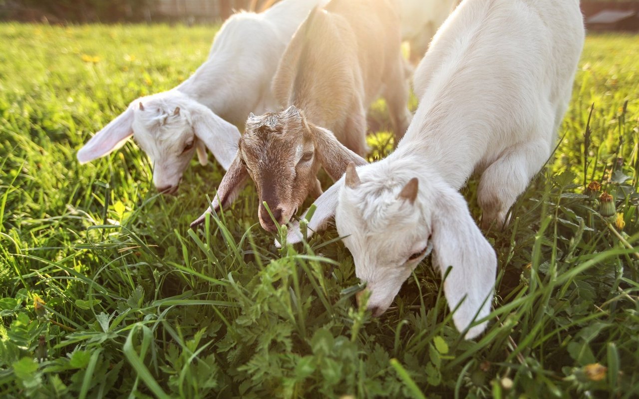 Ziegen können bei der Flächenpflege helfen.