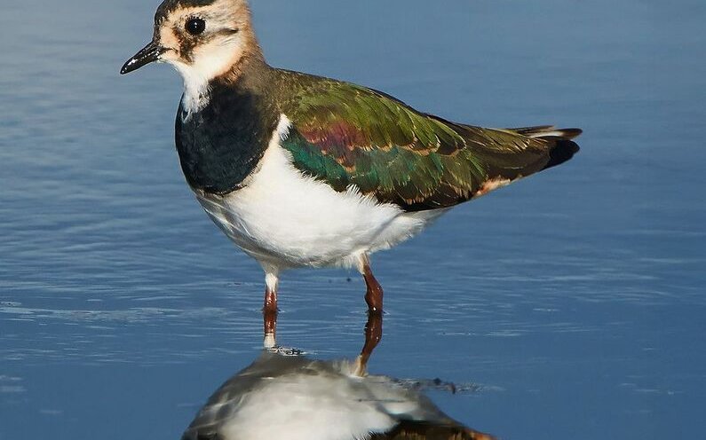 Der Kiebitz mag offenes, feuchtes Dauergrünland und Überschwemmungsflächen. 