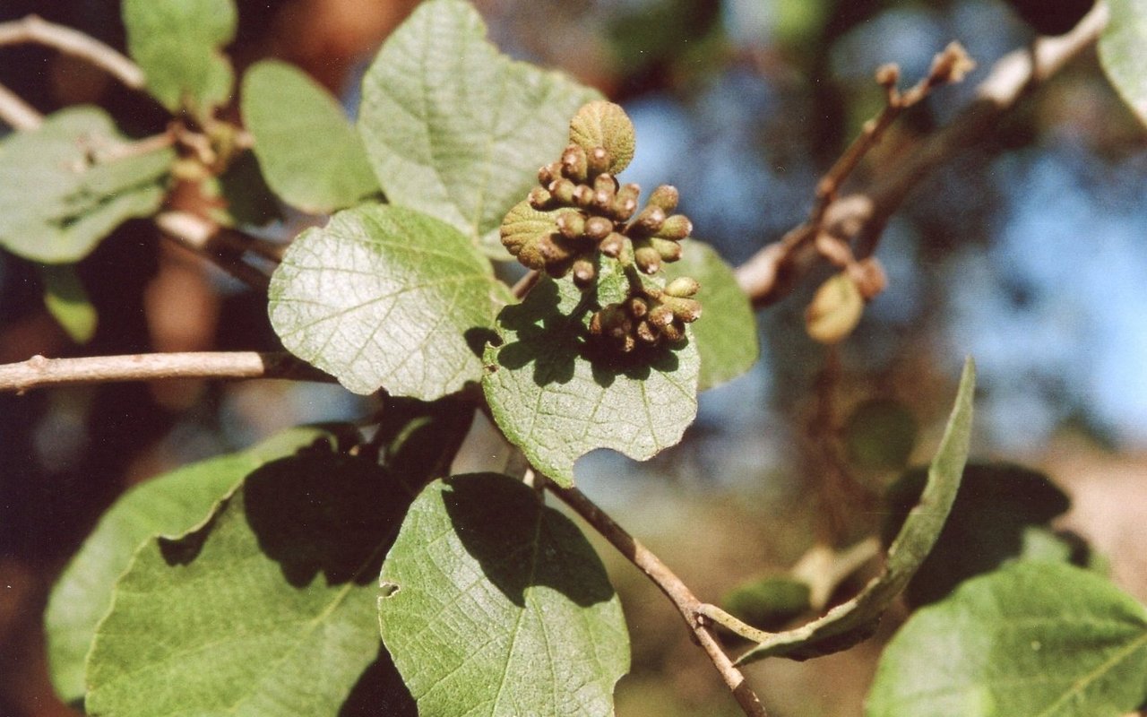 Rotkopfpapageien in Ostafrika ernähren sich auch von den Samen des Sandpapierbaums. 