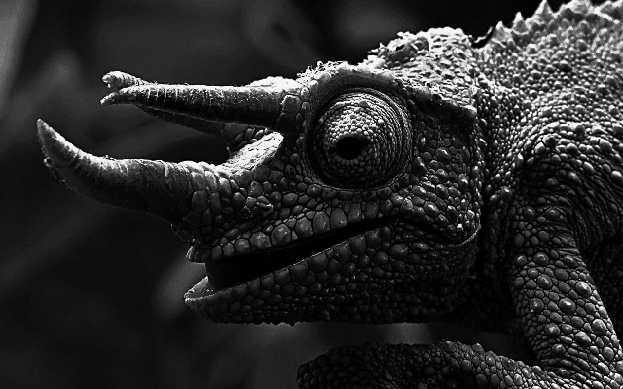 Jacksons Dreihornchamäleons aus Kenia und Tansania sind Baum- und Buschbewohner.