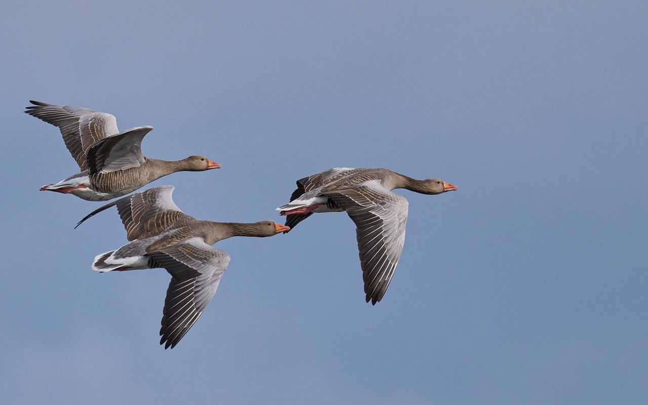 Welches Tier einen Vogelscharm anführt, ist alles andere als Zufall. 