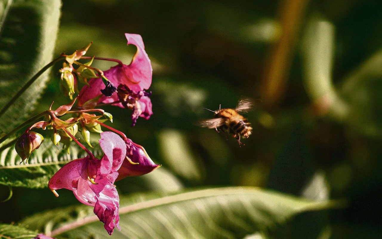 Das Drüsige Springkraut stammt ursprünglich aus Indien und breitet sich invasiv in Wäldern aus.