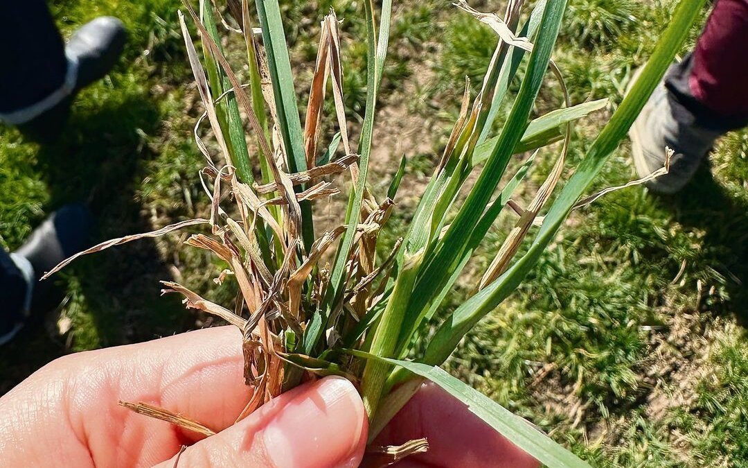 Pferdeweiden haben einen höheren Anteil an rasenbildenden Gräsern – hier ist auch Klee zu sehen.