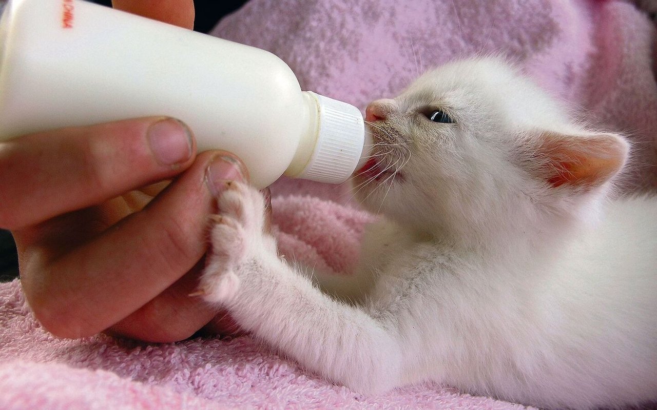 Gerade wer kleine Katzen pflegen will, braucht viel Zeit und Geduld.