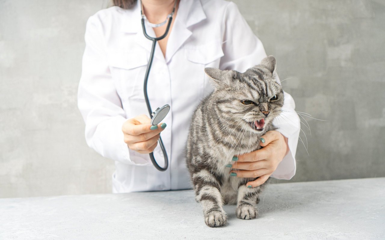 Viele Leute gehen mit ihrem Stubentiger gar nicht erst in die Tierklinik, weil sie sich vor ihrer Reaktion fürchten.