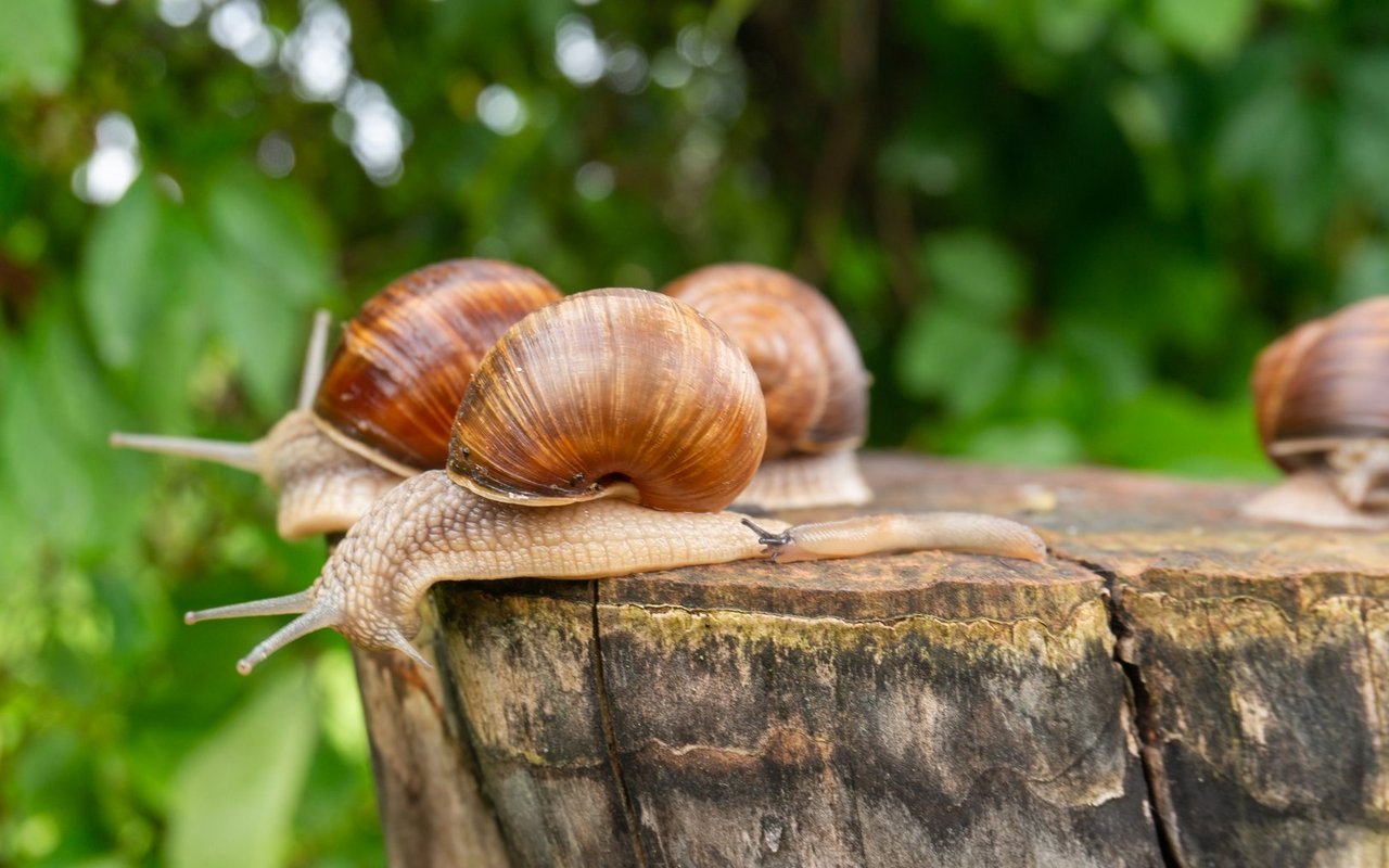 Weinbergschnecken fressen vor allem weiche, welkende Pflanzenteile statt frische Jungpflanzen.