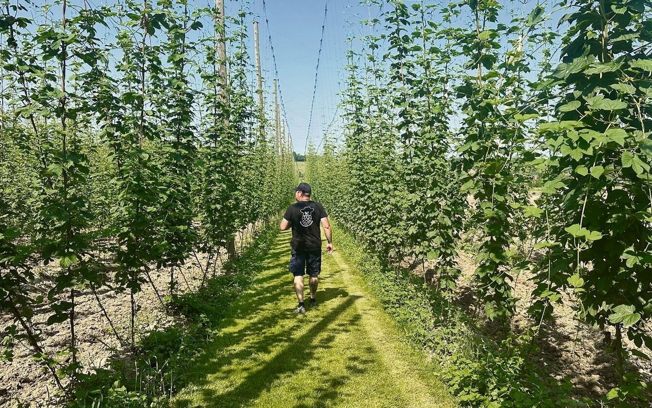 Die Reutimanns gehören mit ihren 4,8 Hektaren zu den grössten Hopfenbauern der Schweiz. 