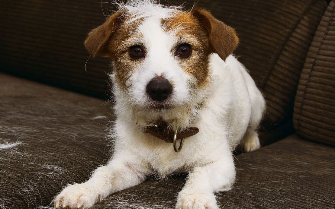 Hunde haaren das ganze Jahr über. Im Frühling verlieren sie aber besonders viele Haare. 