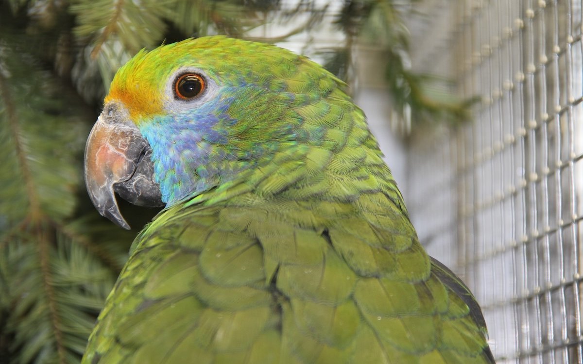 Die Goldmaskenamazone hat ein sanftes Temperament und weist orange Schwungfedern auf. 