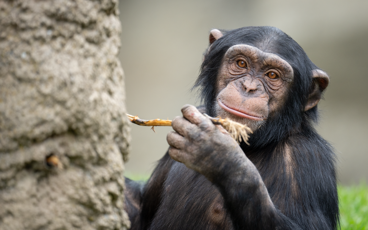 Der Schimpanse im Walter Zoo in Gossau erarbeitet sich sein Futter selbst. 