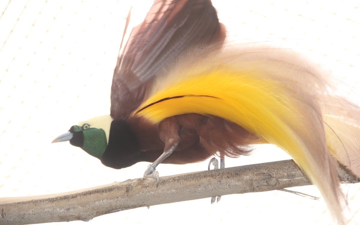 Ein Grosser Paradiesvogel in der ehemaligen Al Wabra Zuchtstation in Qatar, der von Hand aufgezogen wurde, balzt und wird dabei zu einem leuchtenden Federball. 