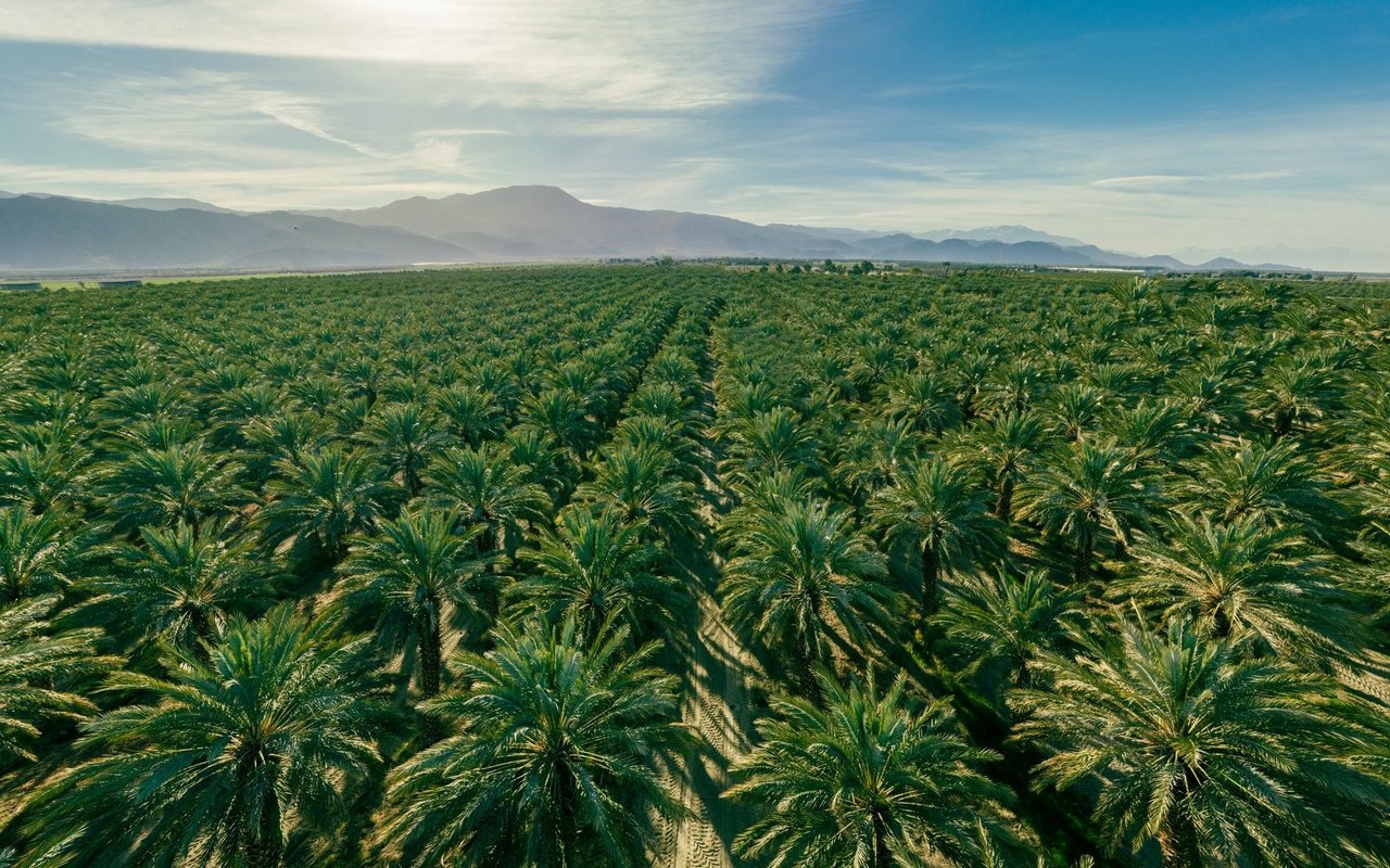 Hefeöl: Nachhaltige Alternative zu Palmöl – umweltfreundlich, pflanzenbasiert und ohne Regenwaldzerstörung.