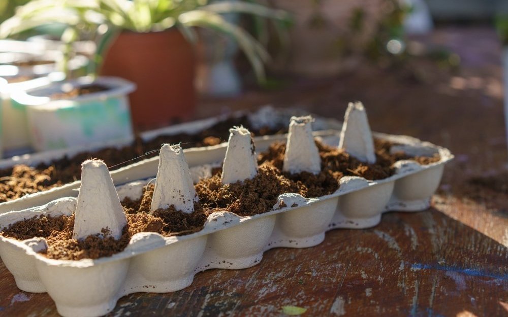 Leere Eierschachteln können zur Anzucht von Pflanzensetzlingen wiederverwendet werden. 