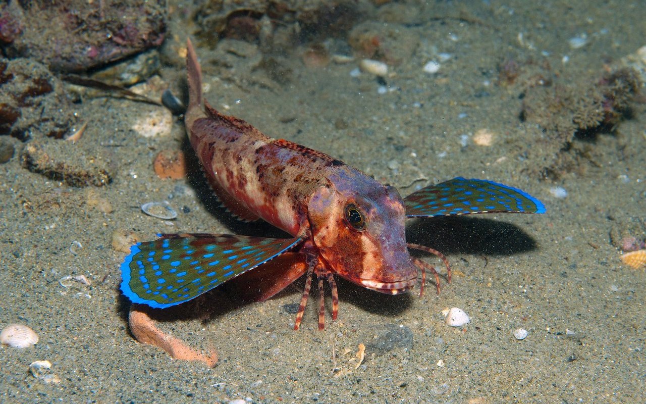 Knurrhähne bringen ebenso mittels eines Muskels die Schwimmblase zum Vibrieren. Ganz speziell sind ihre verlängerten Brustflossenstrahlen, mit denen sie am Boden nach Nahrung suchen und wie Garnelen über den Boden trippeln.